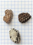 Ventriculites sp. ind