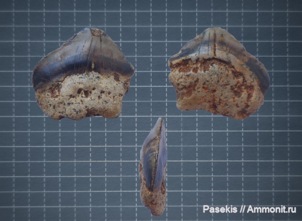 маастрихт, Squalicorax pristodontus, Maastrichtian