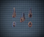 Mosasaur