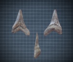 Jaekelotodus sp.