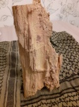 Предположительно фрагмент класс Pinopsida, Coniferales