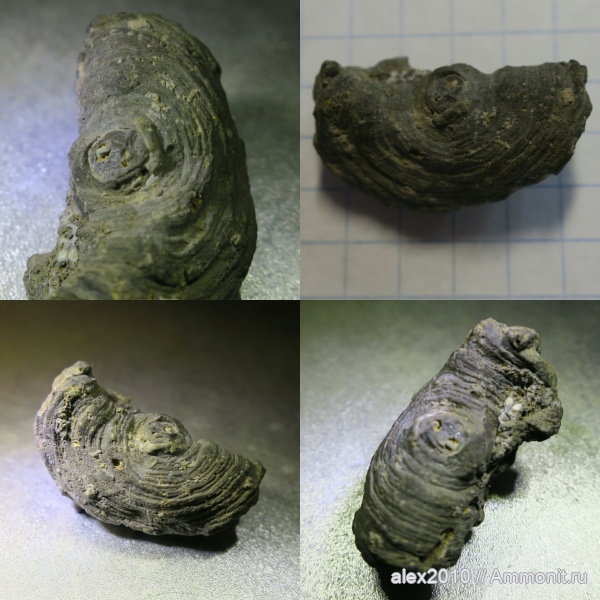 кораллы, палеозой, находки, Приморский край, цикломедуза