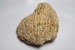 Syringopora