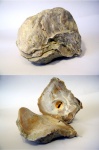 Gryphaea rarilamella
