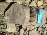 Беннеттитовое Cycadites sulcatus
