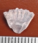 Balanus sp.