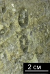Spongia