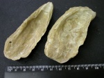 Crassostrea gryphoides (Schloth.)