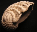 Neritopsis parisiensis Desh.