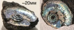 Kachpurites subfulgens