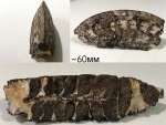 Garniericeras catenulatum