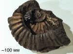 Virgatites