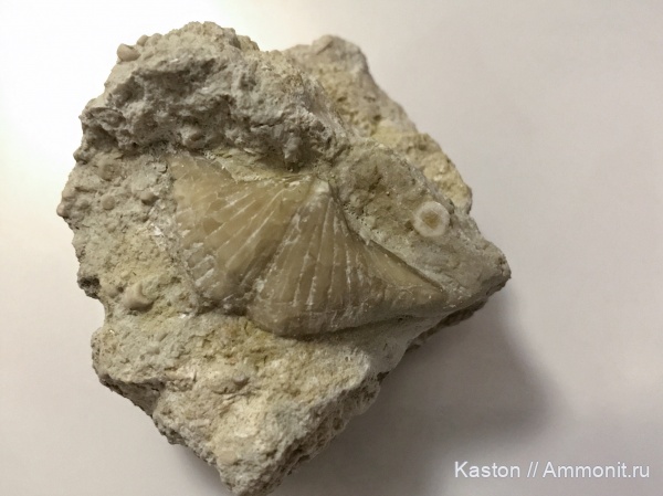 брахиоподы, карбон, Brachythyrina
