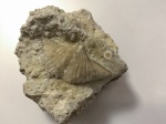 Brachythyrina strangwaysi
