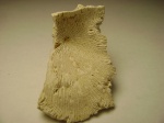 Cyathoseris sp.