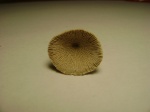 Cyathoseris sp.