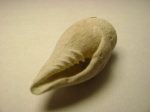 Mitra sp.