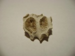 Archohelia remisovi