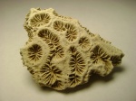 Favia dalmatina