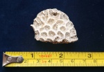 Favia dalmatina