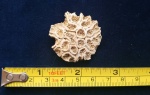 Favia dalmatina