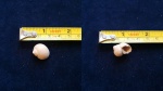 Natica epiglottina
