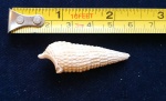 Cerithium dnjeprovense