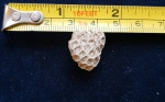 Goniopora sp.
