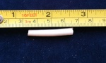 Dentalium sp.