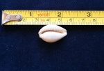 Сypraea sp.