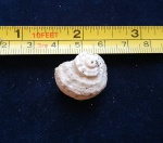 Angaria astraeformis