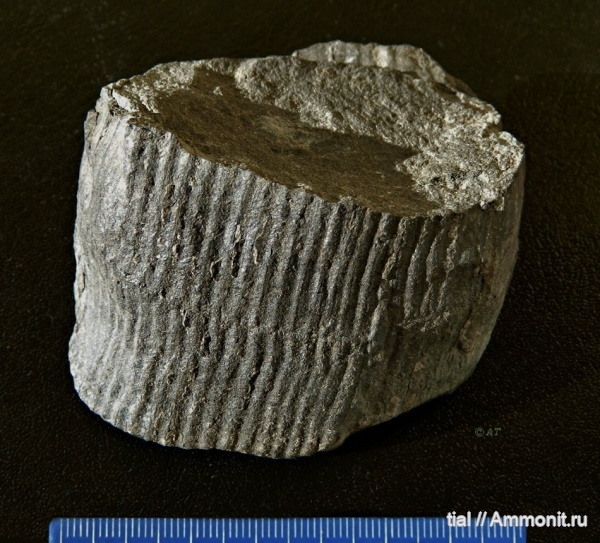 каламиты, Calamites, Воркута