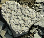 Thalassinoides
