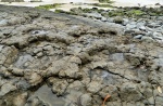 Следы зауроподов (Sauropoda)