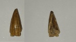 Плезиозавр Leptocleidia?