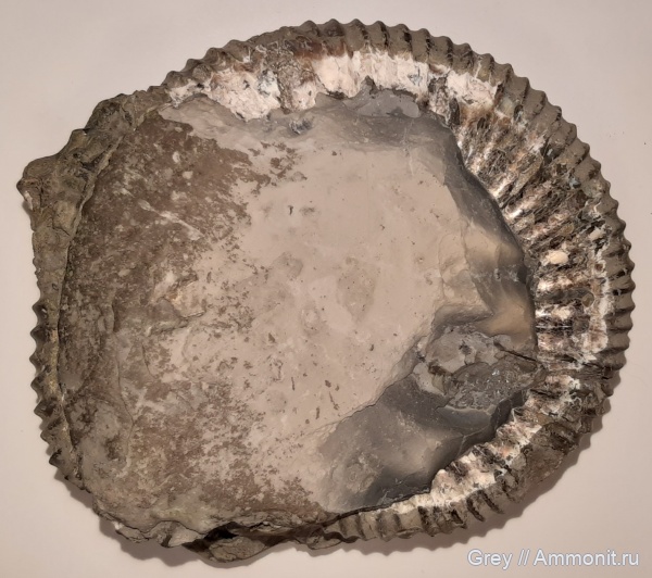 аммониты, Ундоры, Городищи, Speetoniceras, Ammonites, Cretaceous