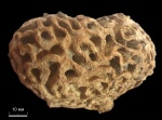 Plocoscyphia