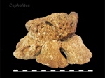 Cephalites
