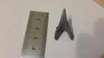 Jaeckelotodus (?)