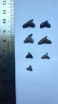 Carcharhiniformes