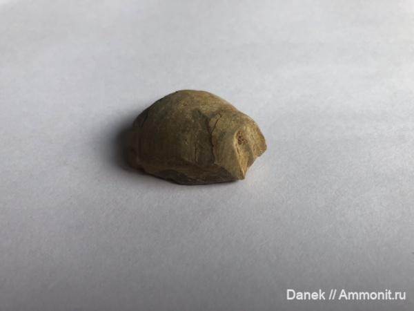 bivalvia, Gryphaeidae, Ostreida