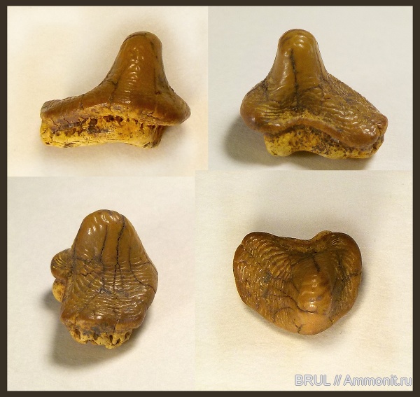 зубы, акулы, зубы акул, Ptychodus, Hybodontiformes, Ptychodontidae, sharks