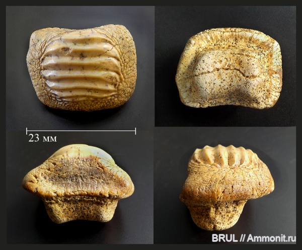 зубы, акулы, зубы акул, Ptychodus, Hybodontiformes, Ptychodus latissimus, Ptychodontidae, sharks