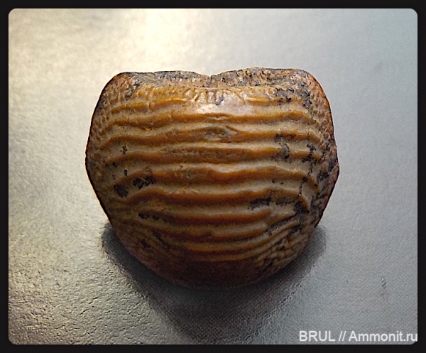 зубы, акулы, зубы акул, Ptychodus, Hybodontiformes, Ptychodus decurrens, Ptychodontidae, sharks