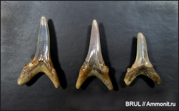зубы, акулы, зубы акул, Lamniformes, sharks, shark theets