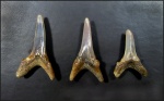 Зубы Carcharias?
