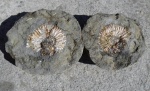 Colombiceras