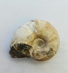 Desmoceratidae