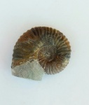 Acanthohoplites?