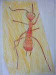 Aethiocarenus burmanicus